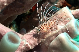 Sipadan_2015_Poisson lion_Pterois volitans__IMG_2741_rc